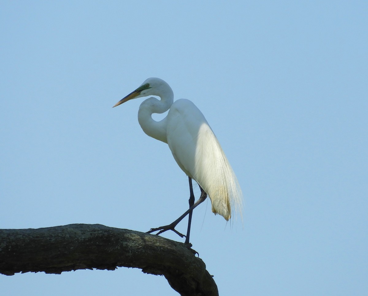 Great Egret - ML102377361