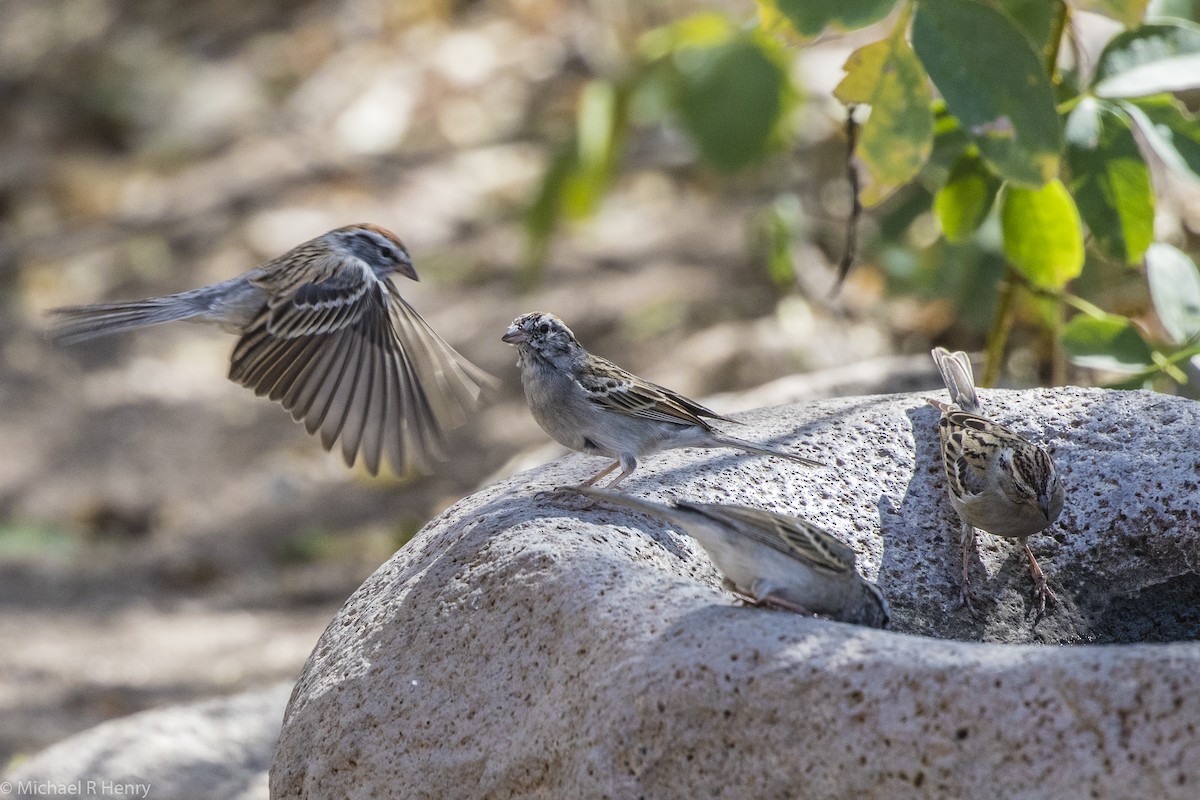 Chipping Sparrow - ML102377721