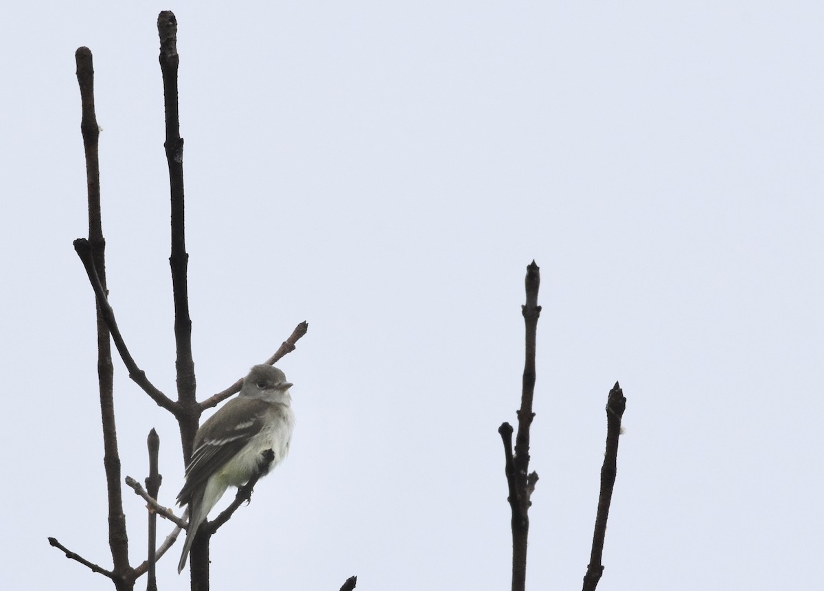 Willow Flycatcher - ML102378591