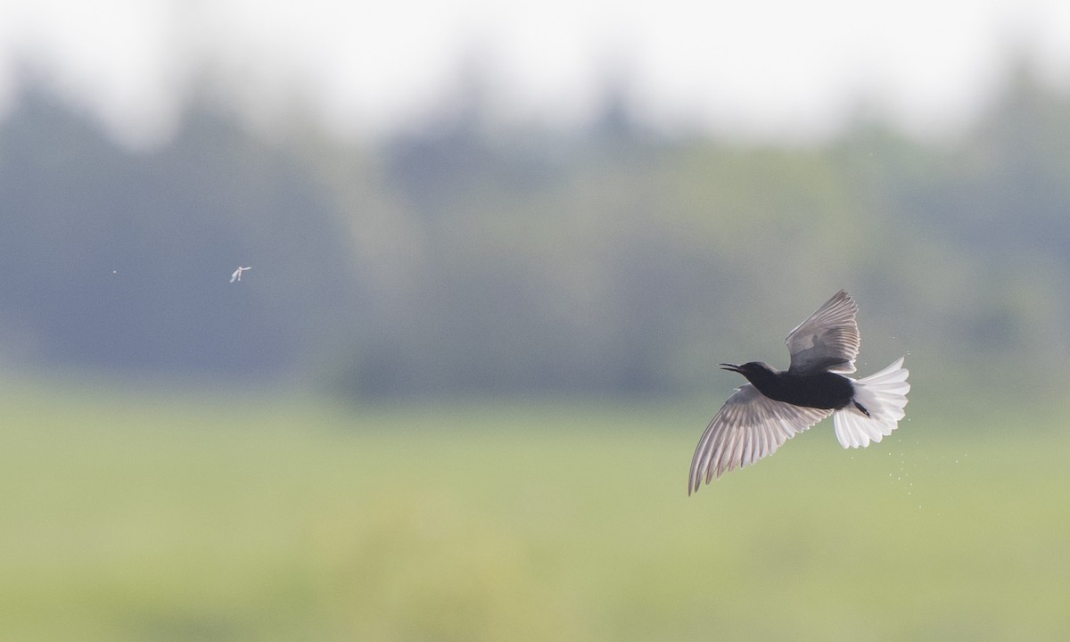 Black Tern - ML102379741