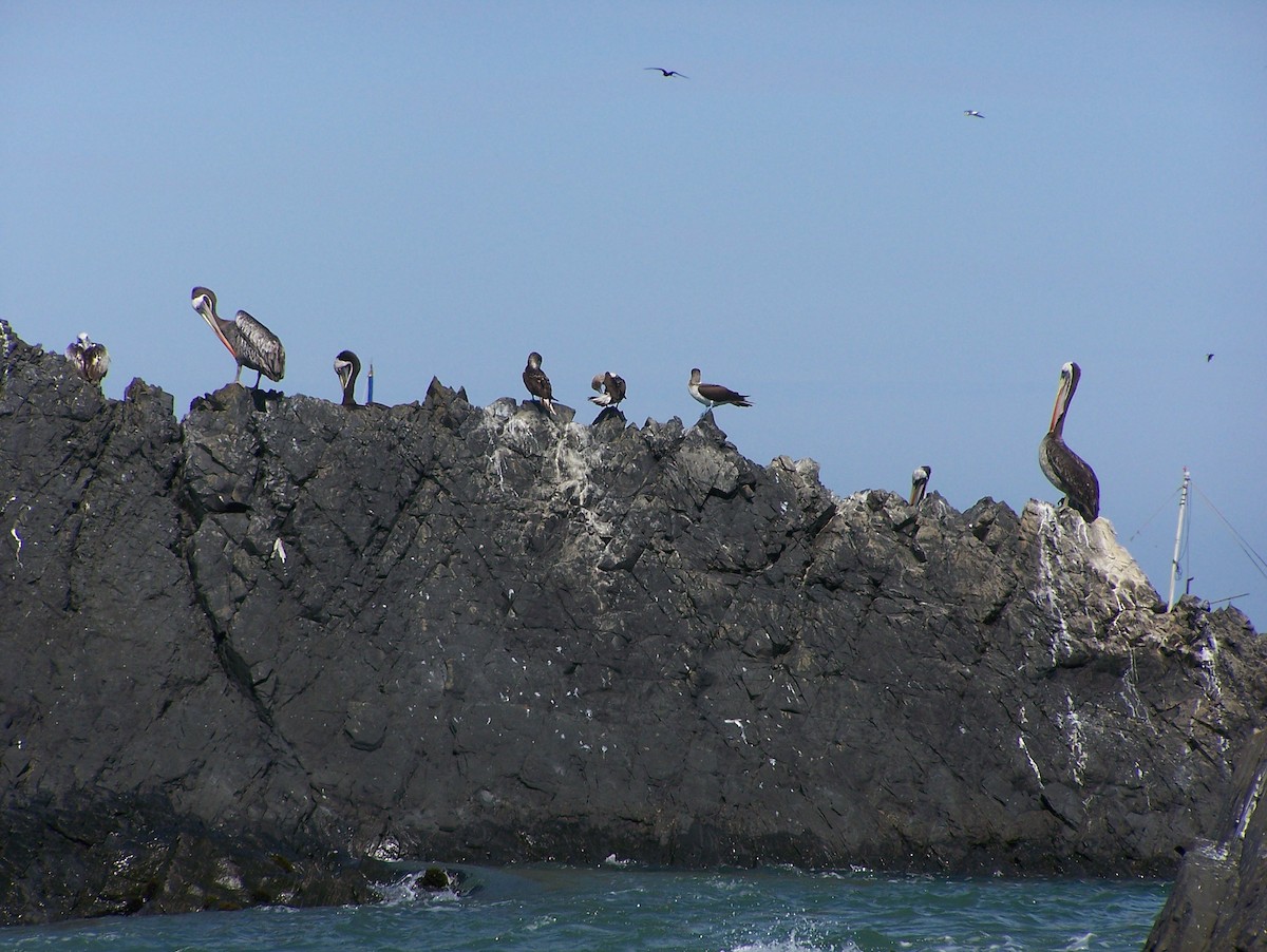 Blue-footed Booby - ML102381581