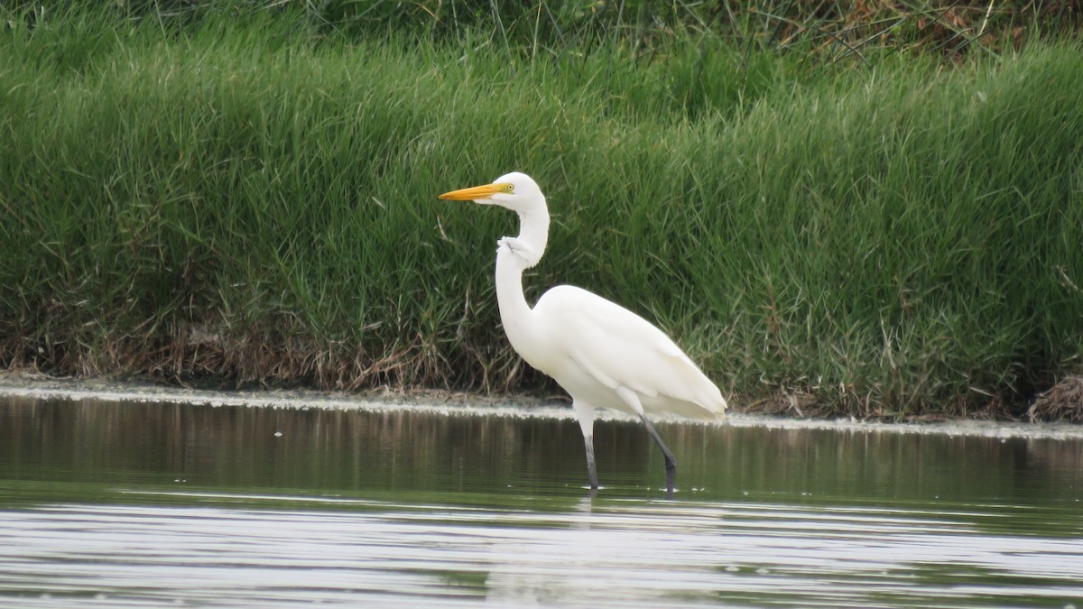 Great Egret - David  Samata Flores