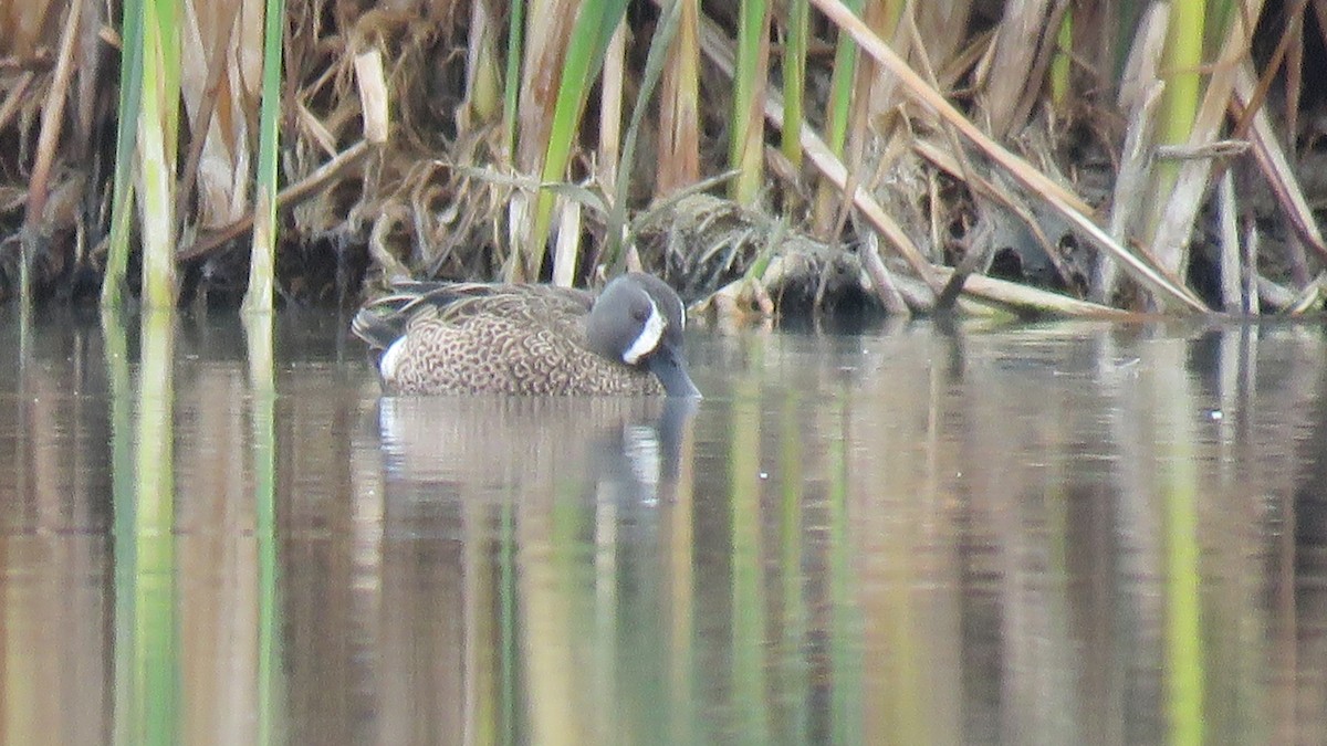 Blue-winged Teal - ML102382231