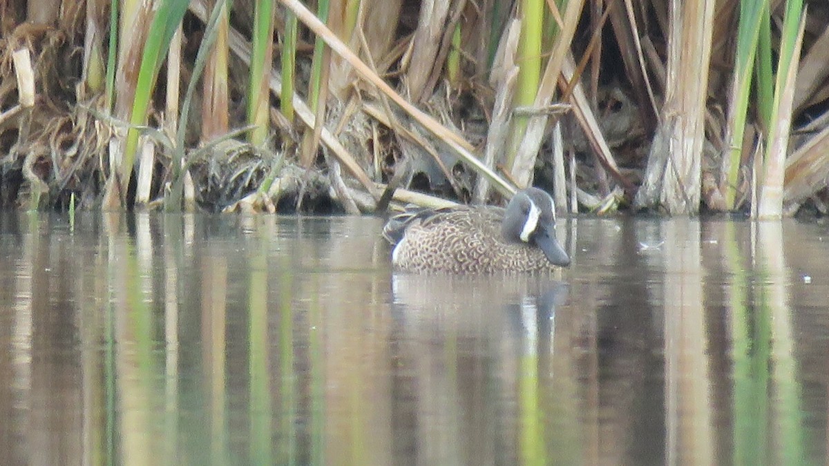 Blue-winged Teal - ML102382241