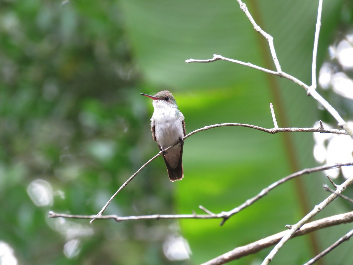 White-bellied Emerald - Jamal Andrewin