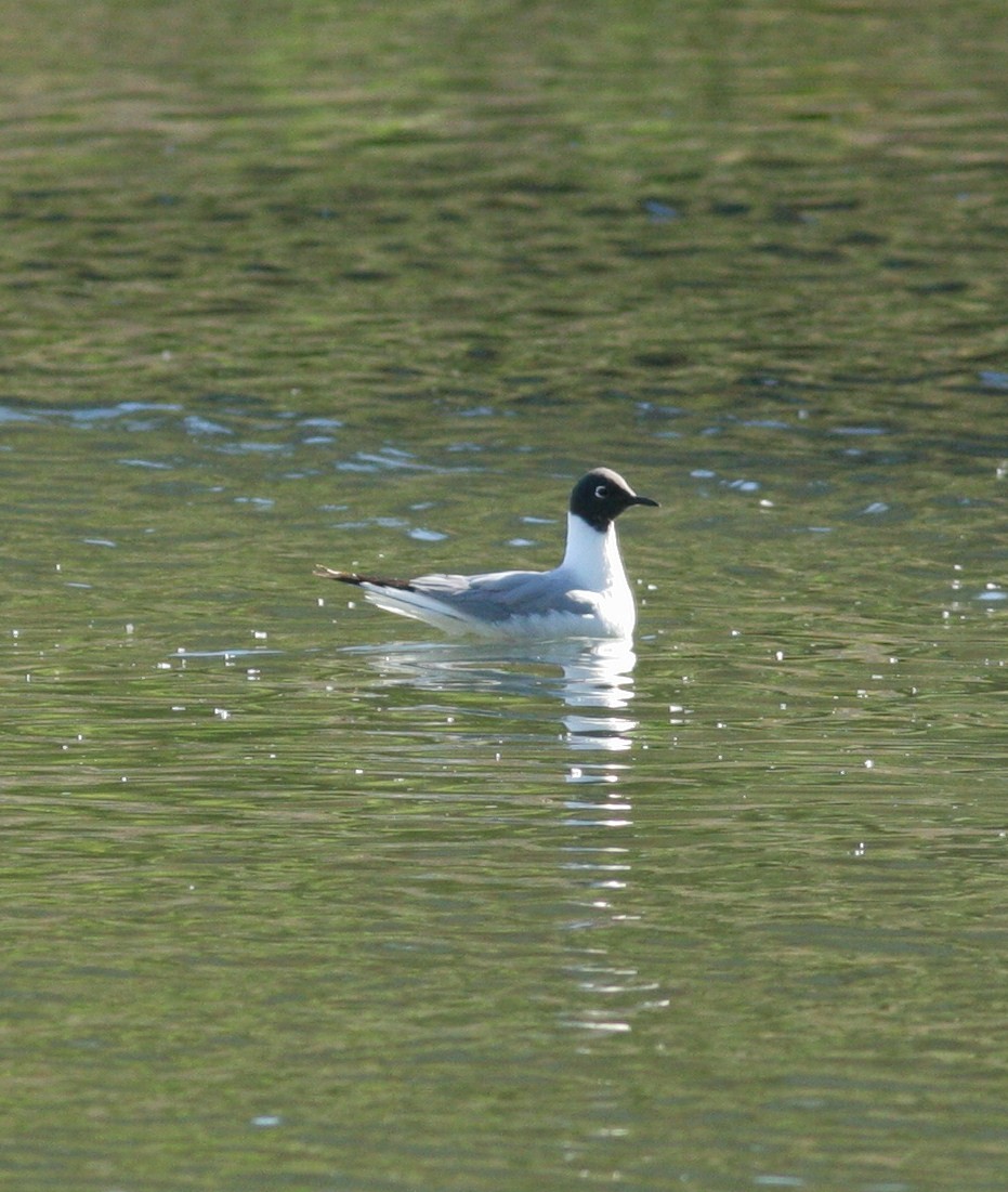 Bonaparte's Gull - Matthew Bowman