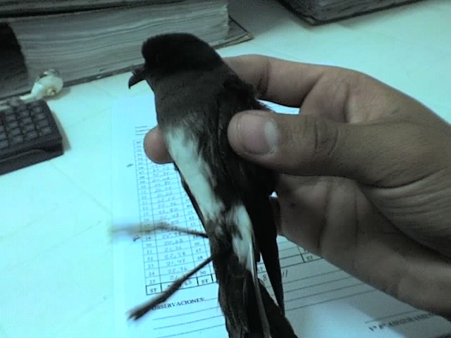 Elliot's Storm-Petrel - ML102383901