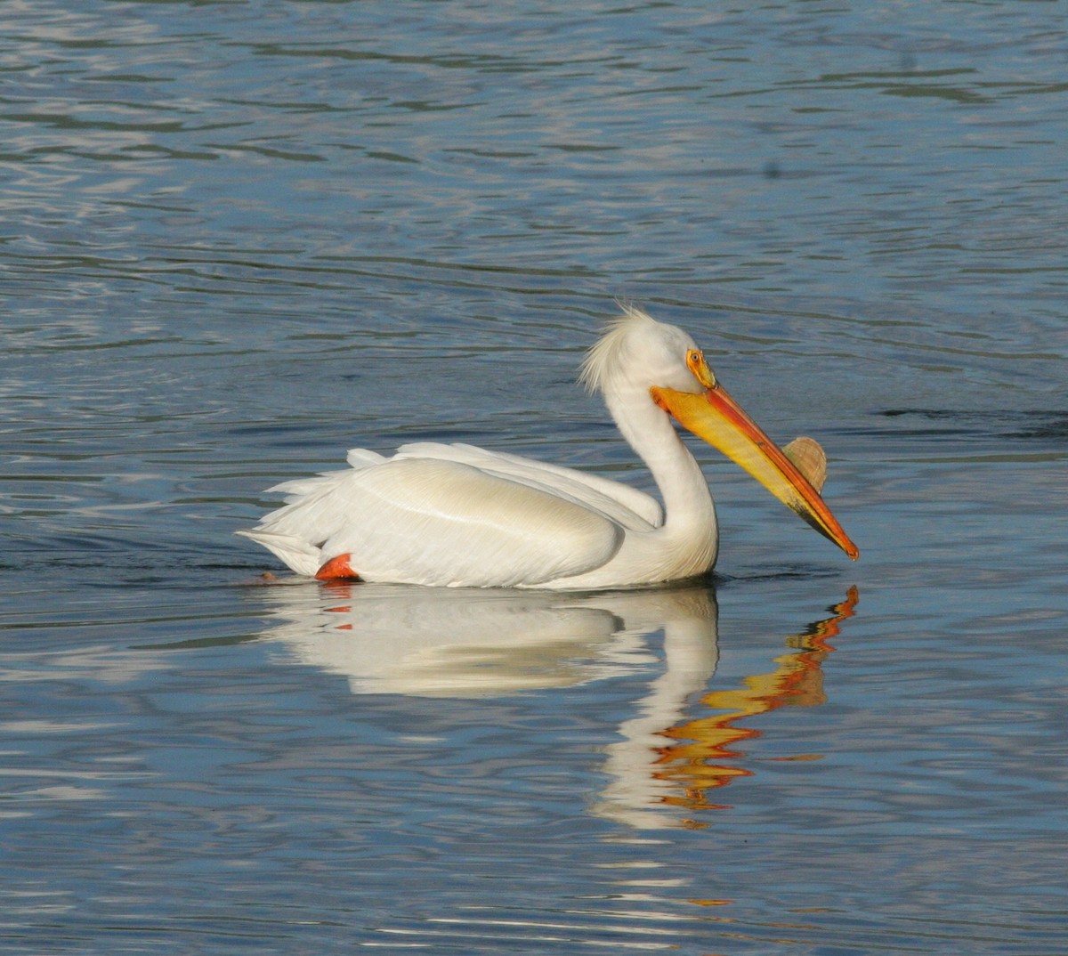 American White Pelican - ML102384021