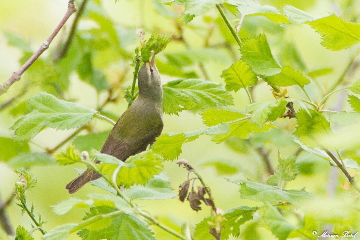 Tennessee Warbler - ML102386151