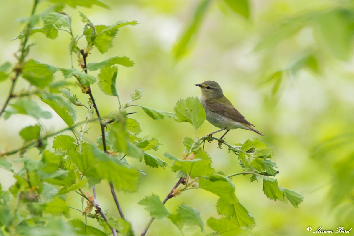 Tennessee Warbler - ML102386251