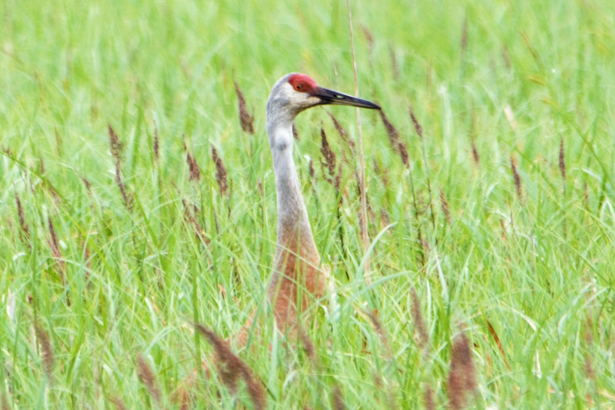 Sandhill Crane - ML102389091