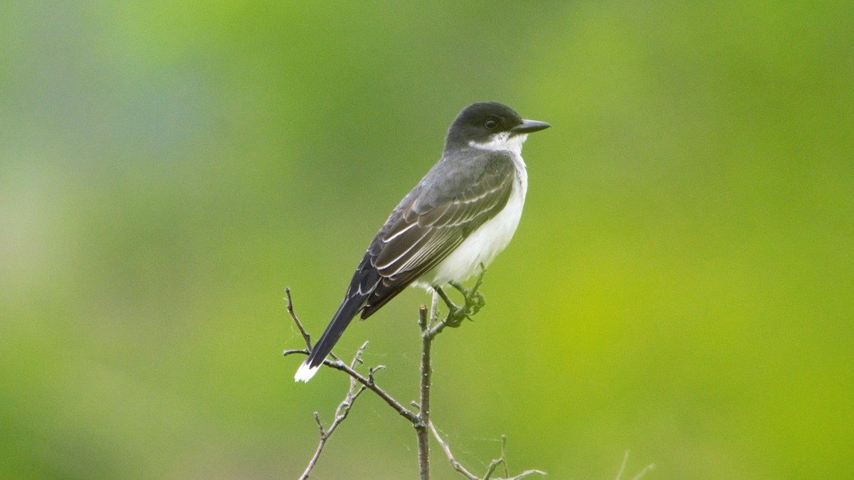 Eastern Kingbird - ML102389161