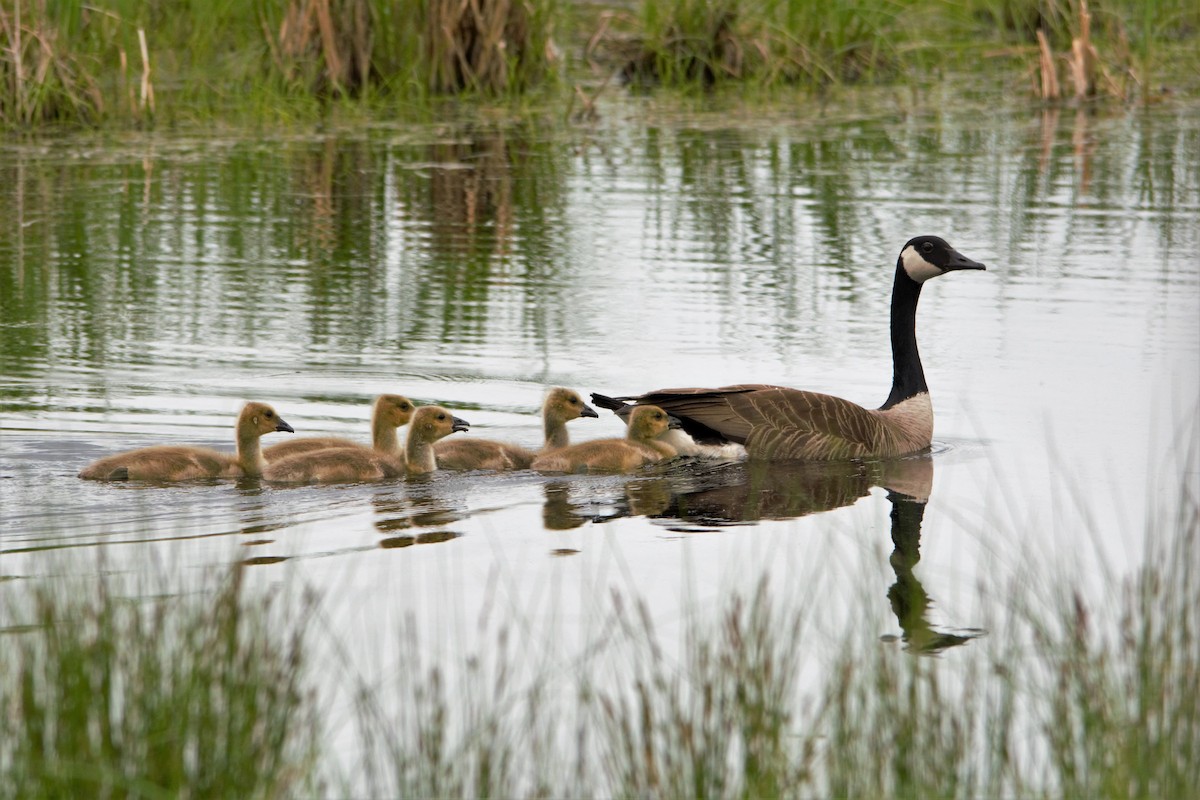 Canada Goose - ML102389561