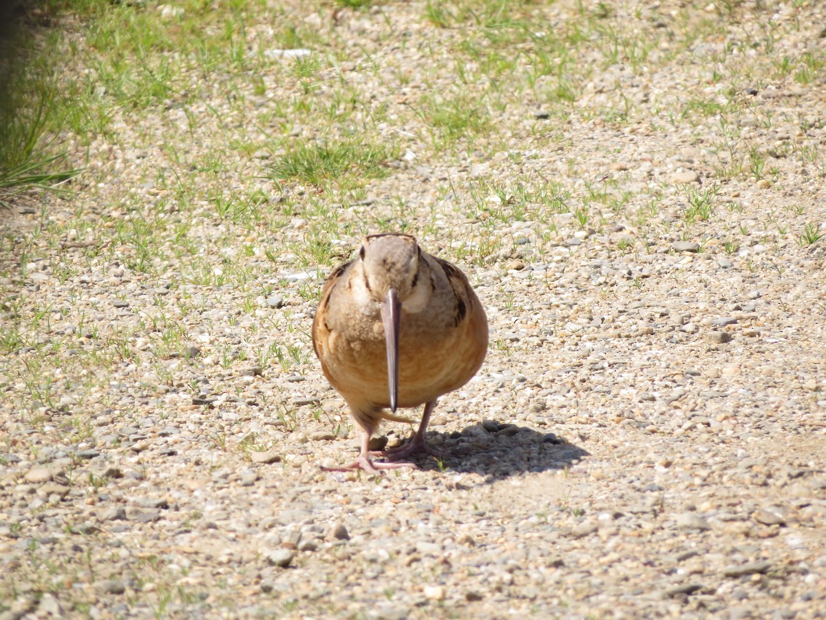 American Woodcock - ML102389591