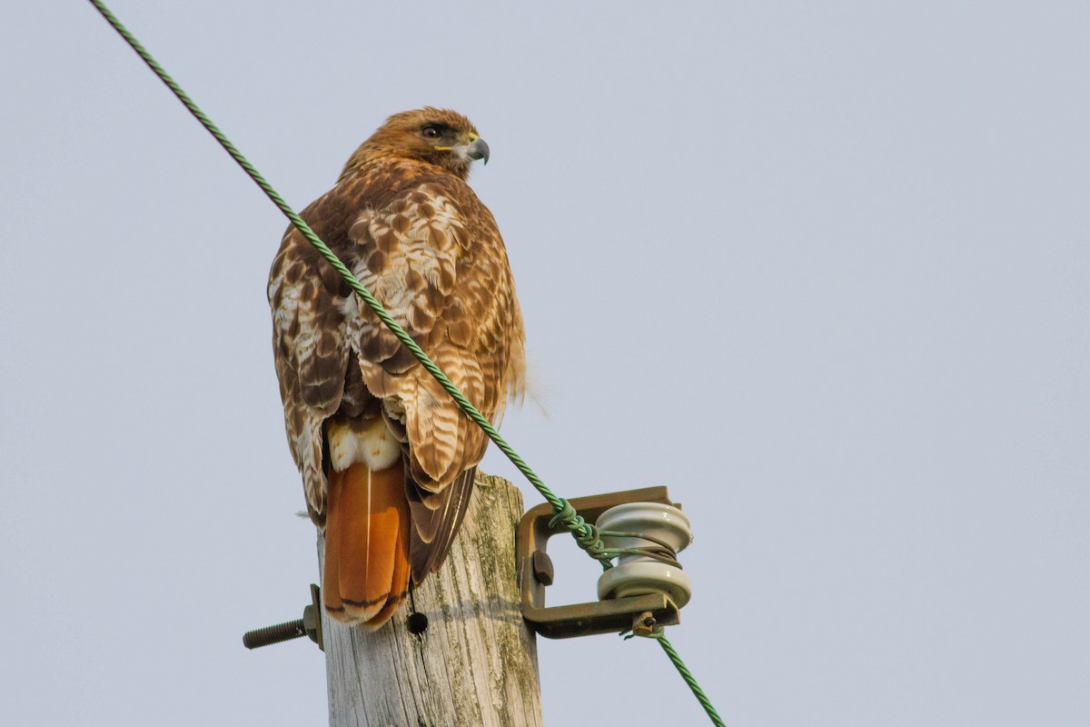 Rotschwanzbussard - ML102390721