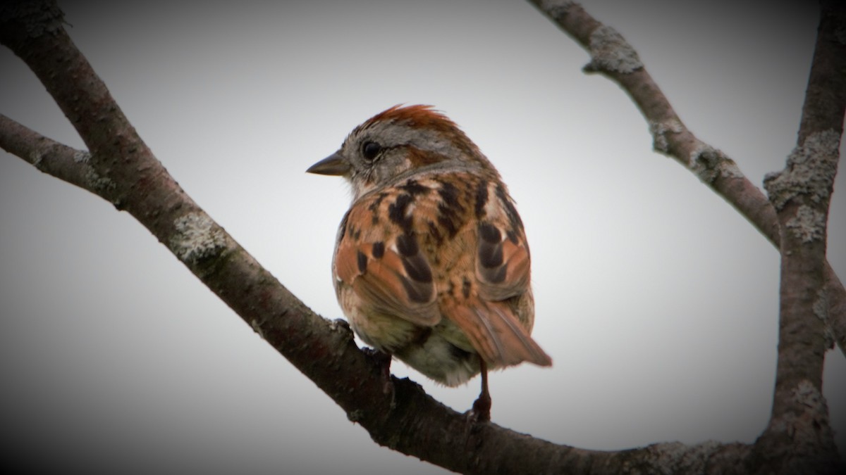 Swamp Sparrow - ML102390951