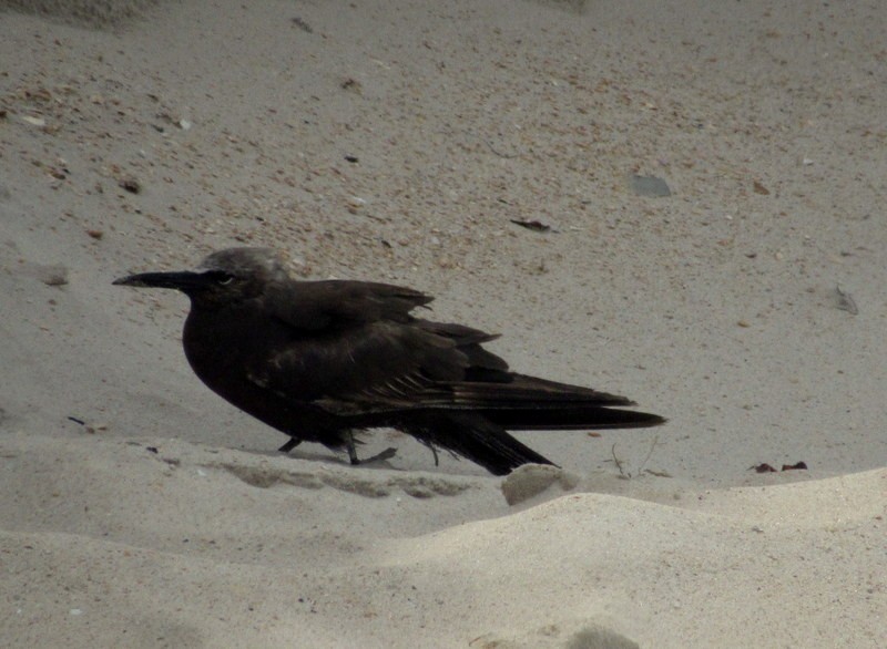 Brown Noddy - Diane Reed