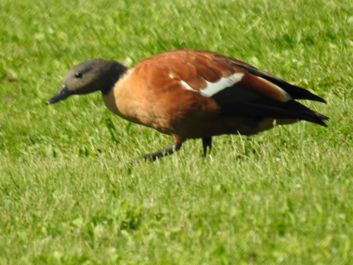 South African Shelduck - ML102393481