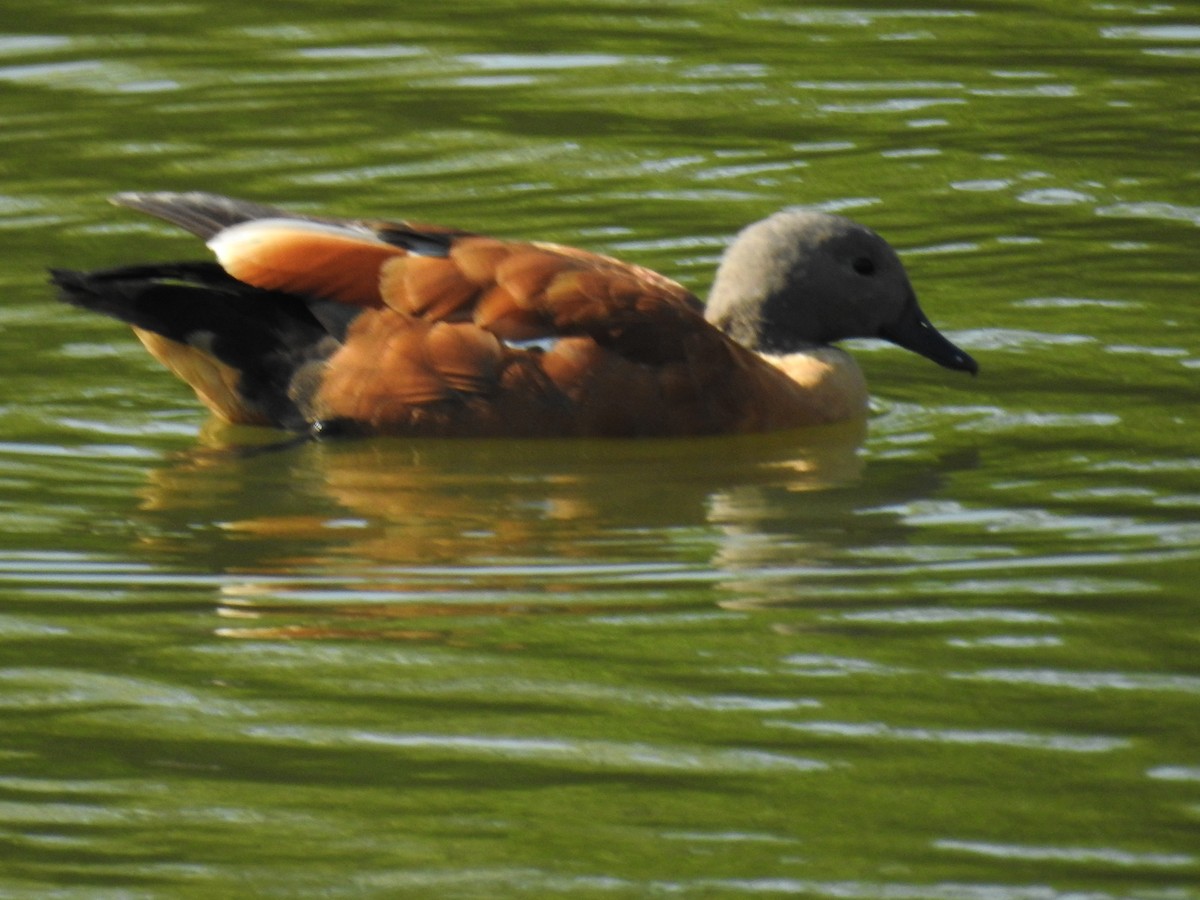 South African Shelduck - ML102393591