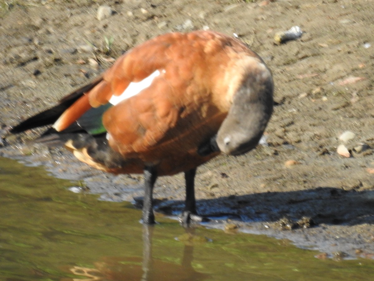 South African Shelduck - ML102393771