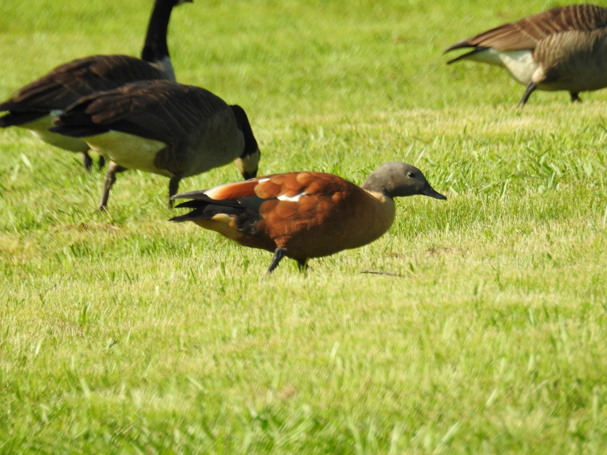 South African Shelduck - ML102393871