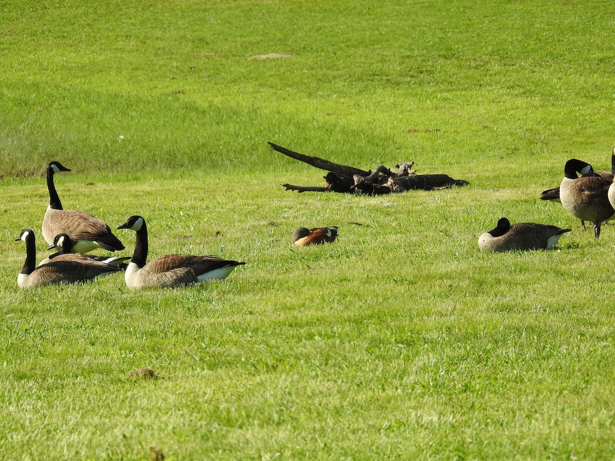 South African Shelduck - ML102394091