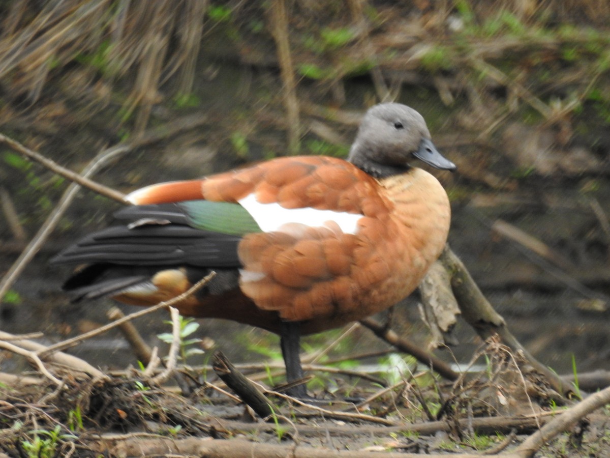 South African Shelduck - ML102394291