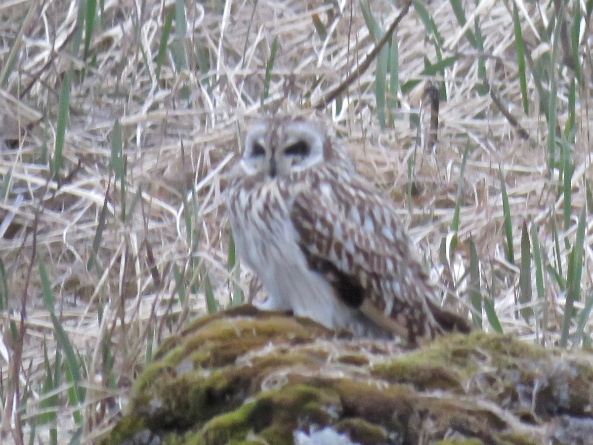 Short-eared Owl - ML102395911
