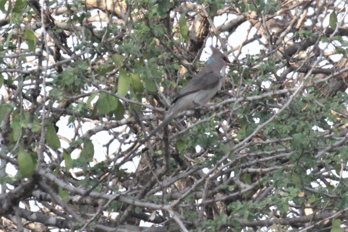 Blue-naped Mousebird - ML102398611