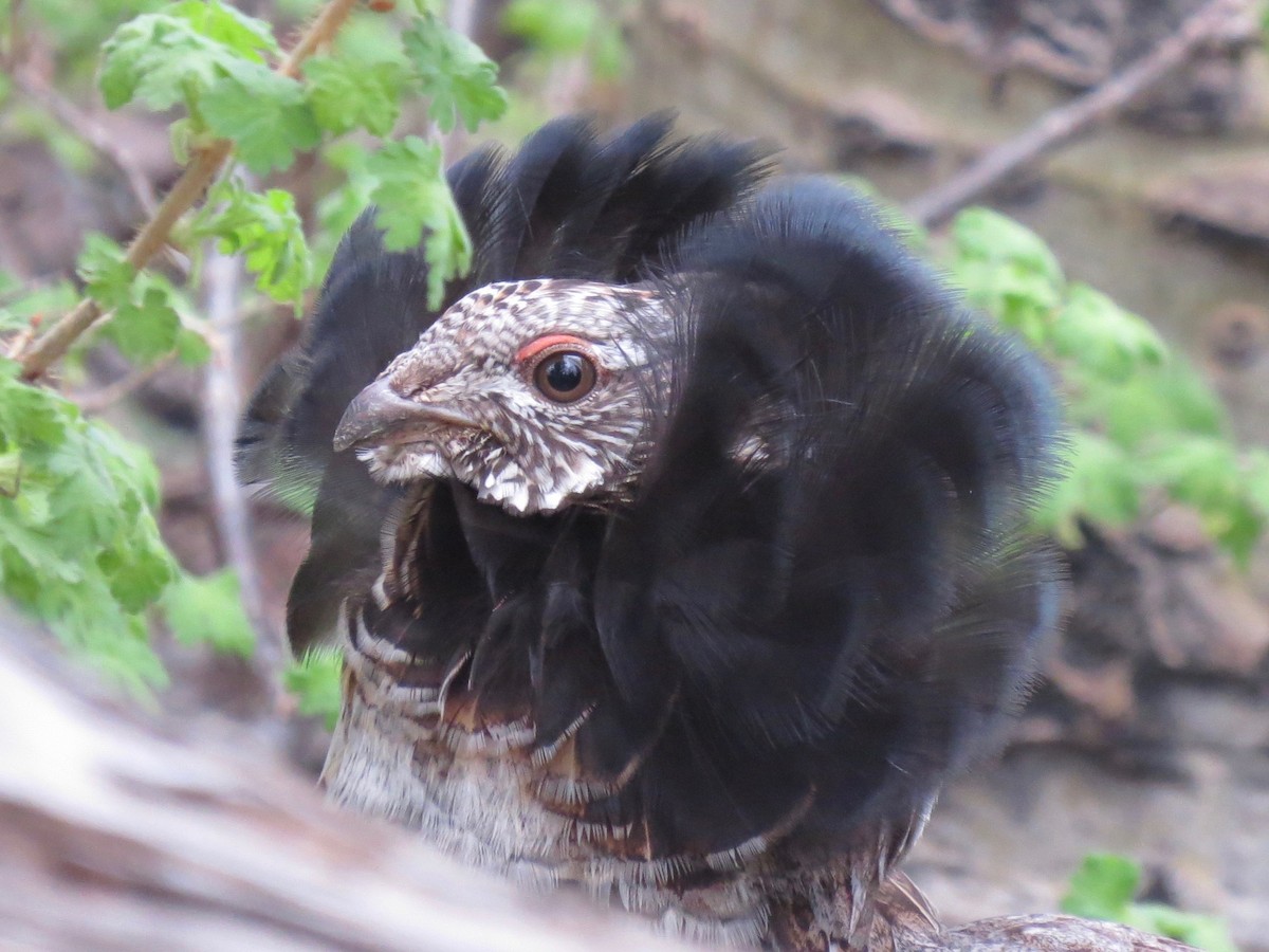 Ruffed Grouse - Sharyn Isom