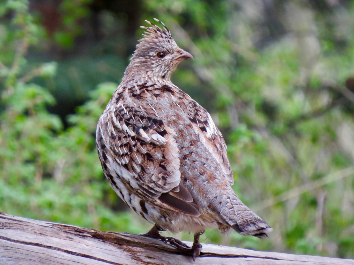 Ruffed Grouse - ML102398921