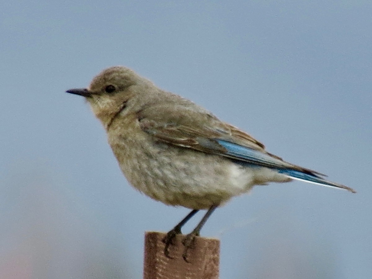 Mountain Bluebird - ML102399061