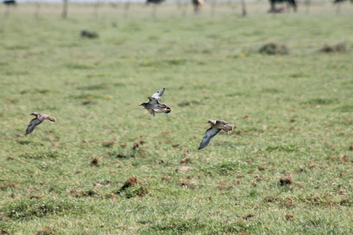 Buff-breasted Sandpiper - Angeles Loredo