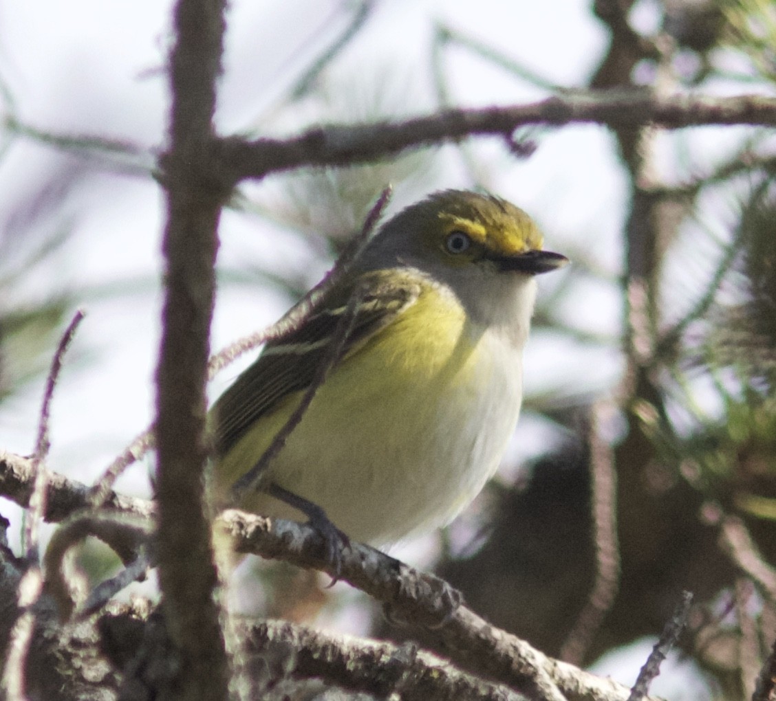 White-eyed Vireo - Alec Olivier