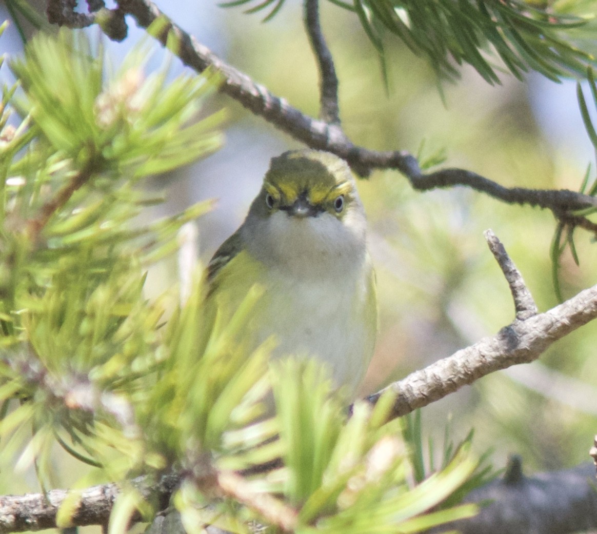 White-eyed Vireo - ML102399521