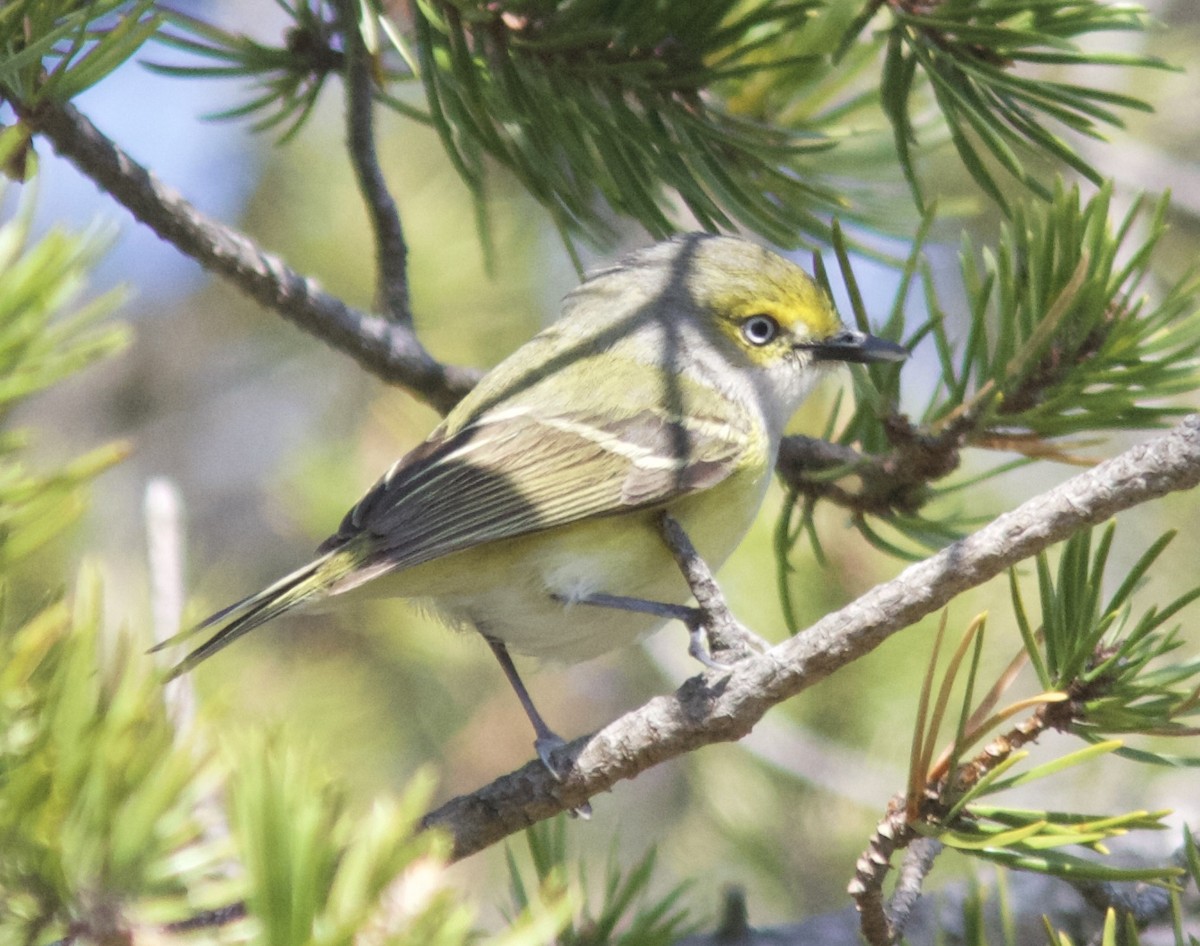 Vireo Ojiblanco - ML102399531