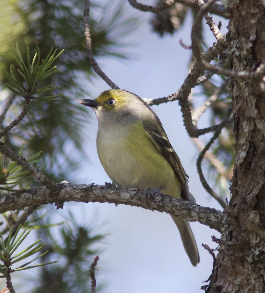 hvitøyevireo - ML102399541