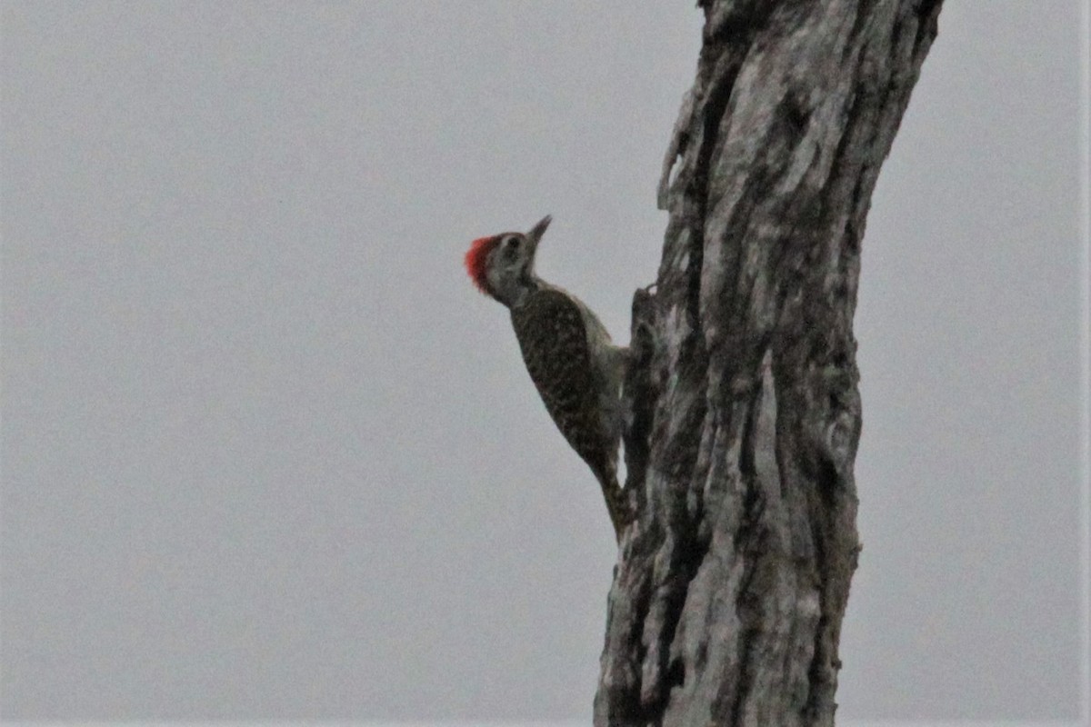 Cardinal Woodpecker - ML102399831