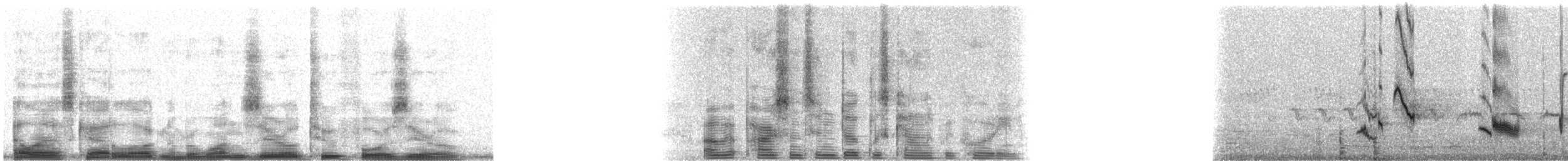 Katzenspottdrossel - ML10240