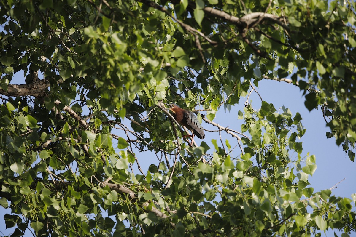 Green Heron - ML102401011