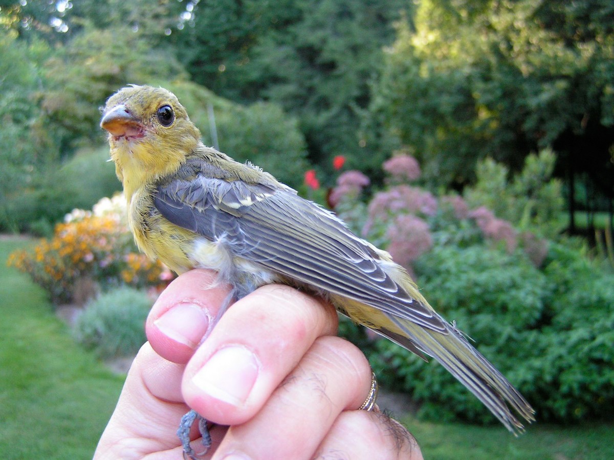 Scarlet Tanager - Nick Pulcinella