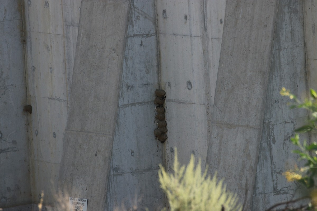 Cliff Swallow - Jeffrey Fenwick