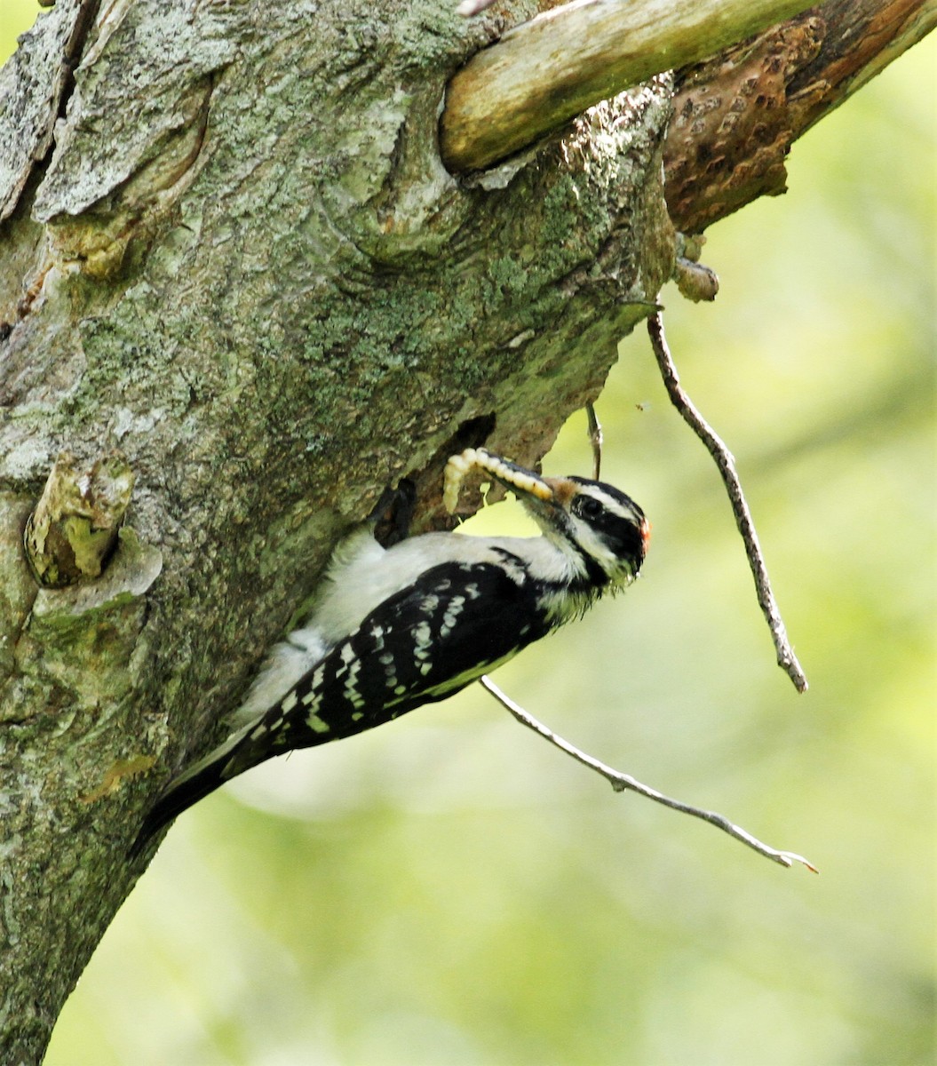 Hairy Woodpecker - James Sherwonit
