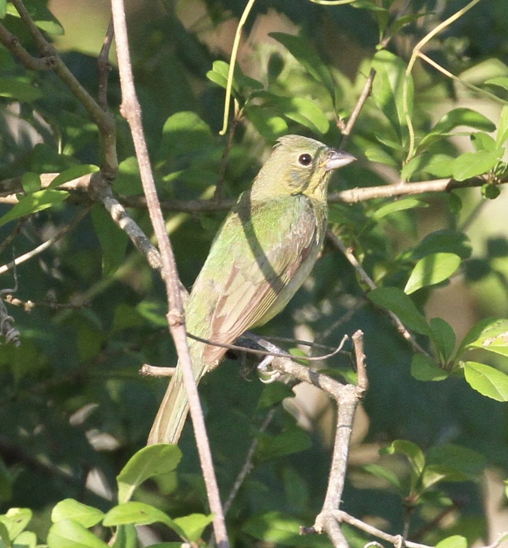 Painted Bunting - ML102403701
