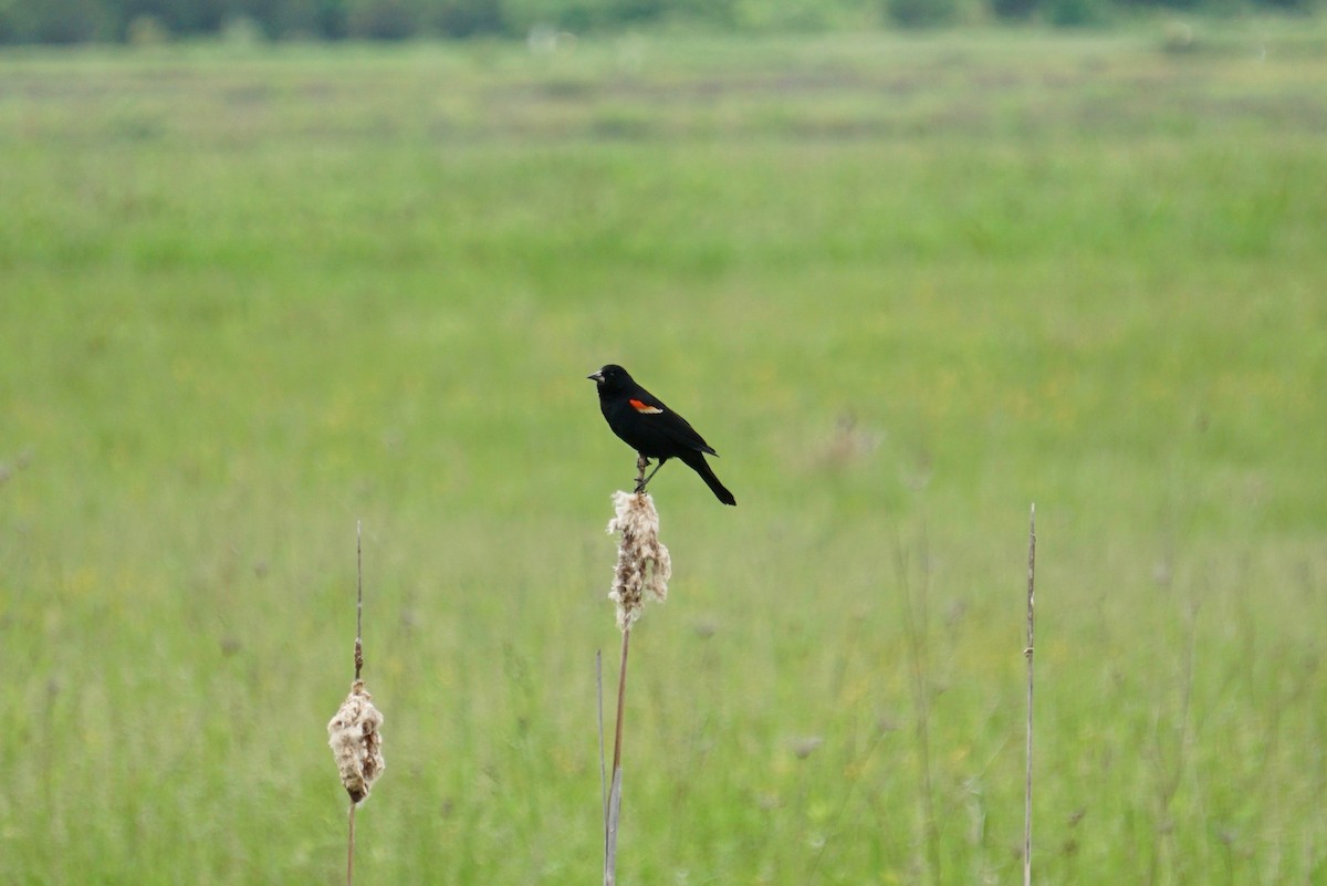 Red-winged Blackbird - ML102405351