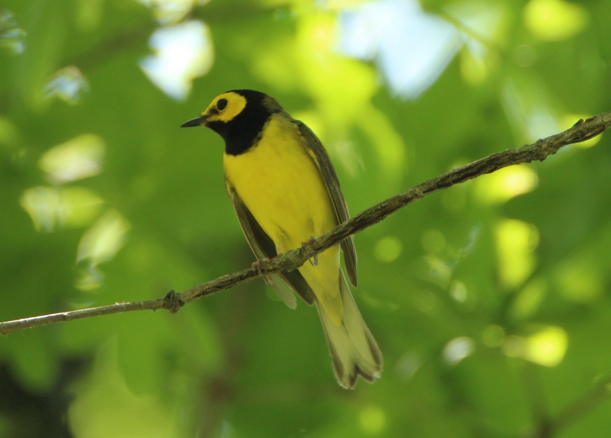 Hooded Warbler - ML102405741