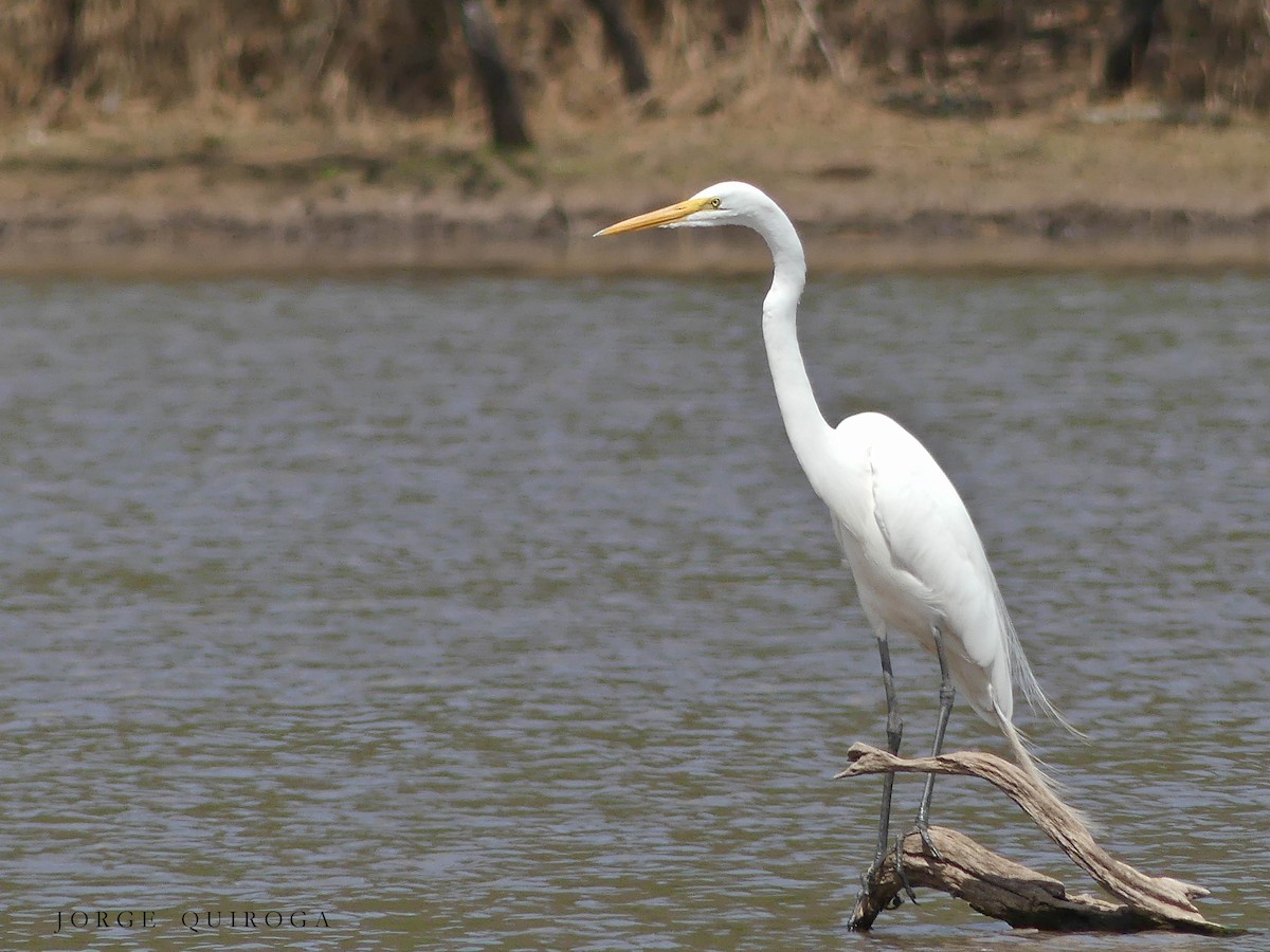 Great Egret - ML102407051