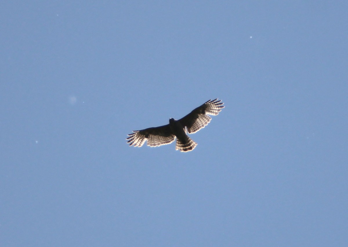 Red-shouldered Hawk - Mark  Brown