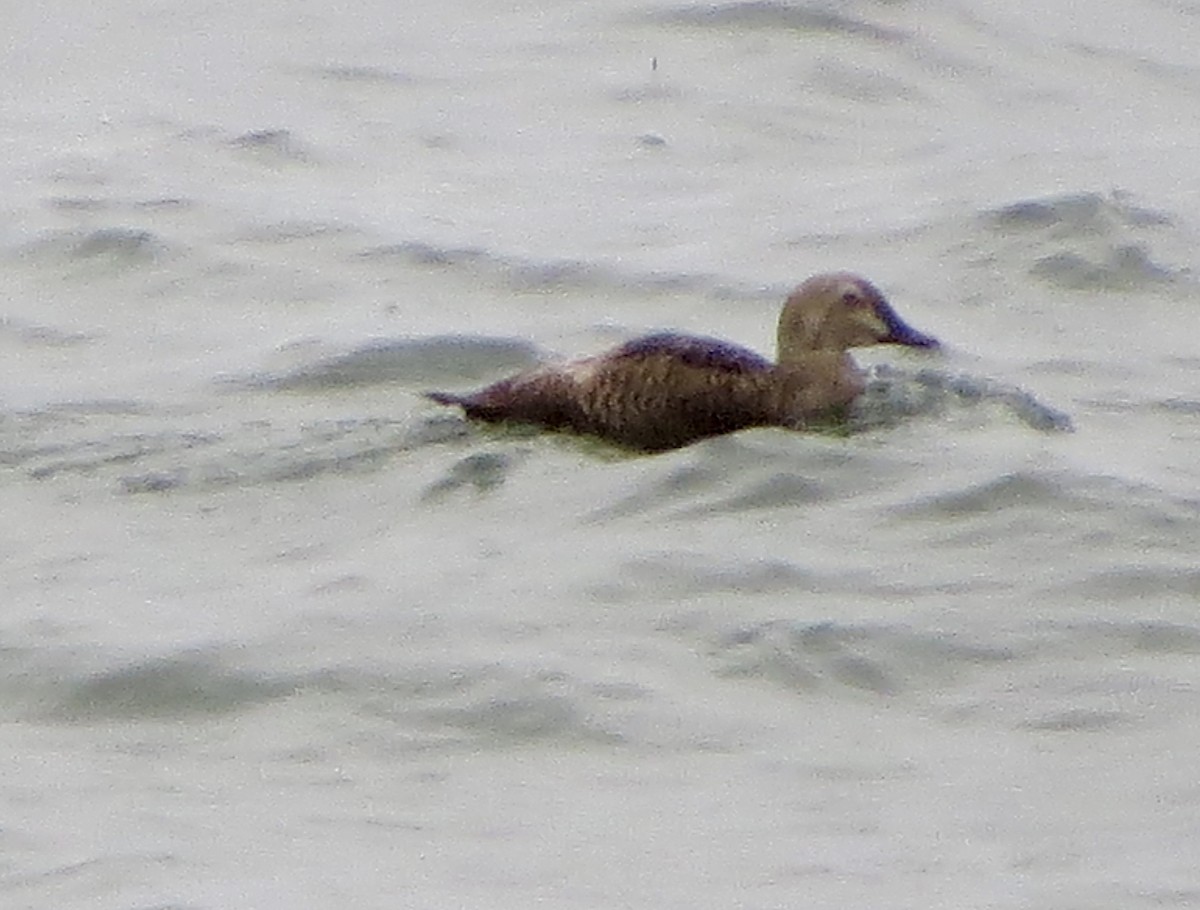 King Eider - ML102408201