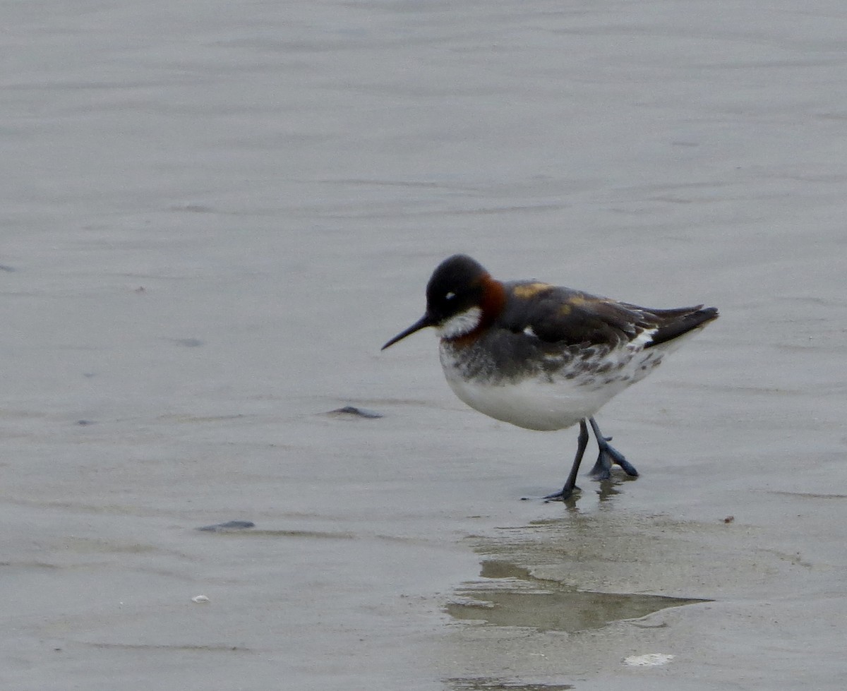 Red-necked Phalarope - Jeanne-Marie Maher